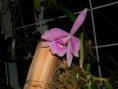 /album/fotogalerie-cattleya/dscn5299-1-jpg/